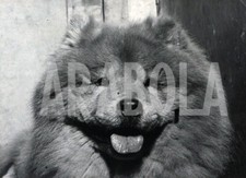 Foto vintage Cani, 1951, Londra, Chow Chow campione, Stampa 21 x 15 cm
