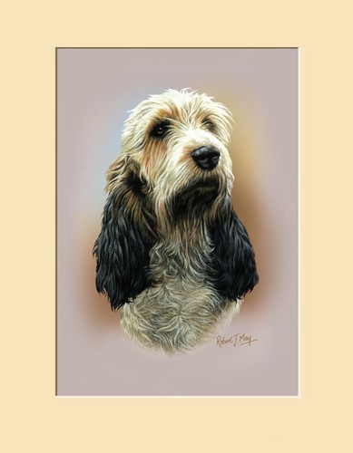 Original basset griffon - original,