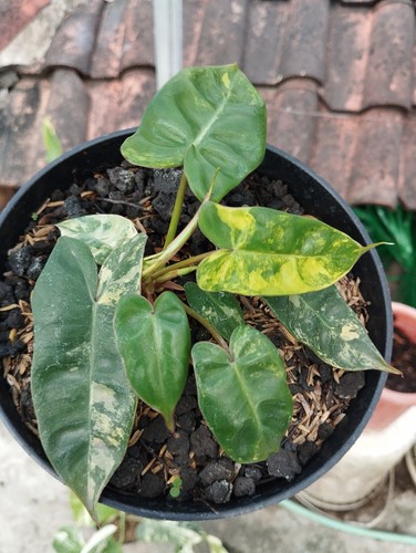 Philodendron jenifer florida - philodendron,