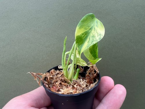 Monstera giallo marilyn - giallo,