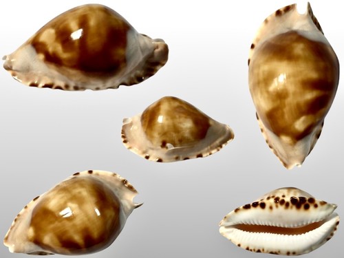 Cypraea zoila marginata f - cypraea,,