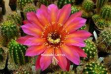 "FEUERRAD" Echinopsis Hybride