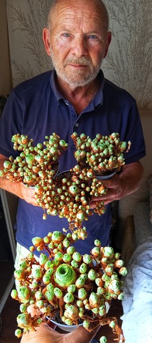 Rare aeonium greenovia - rare,