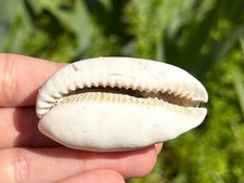 Florida Fossil Gastropod