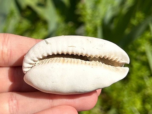 Florida fossil gastropod - fossil,