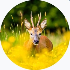 Copriruota di scorta capriolo