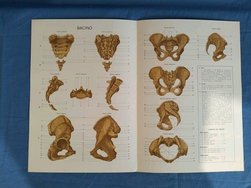 Stampe tavole anatomia - stampe,