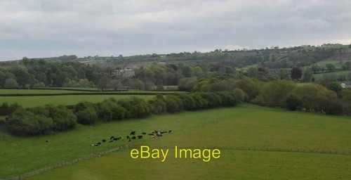 Photo 6x4 cattle grazing - cattle,