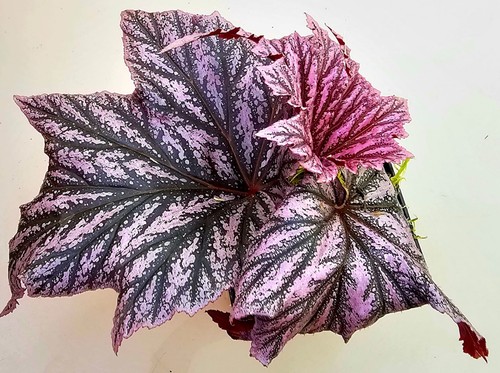 Begonia pink minx - begonia,