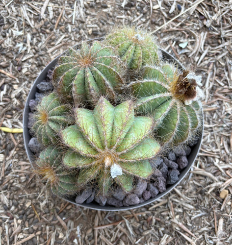 Notocactus warasii pianta da - warasii,
