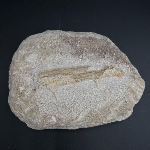 Odontopteryx fossil bird - , –
