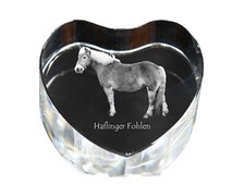 Haflinger fohlen cuore - cuore, di