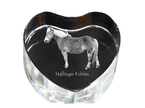 Haflinger fohlen cuore - fohlen,