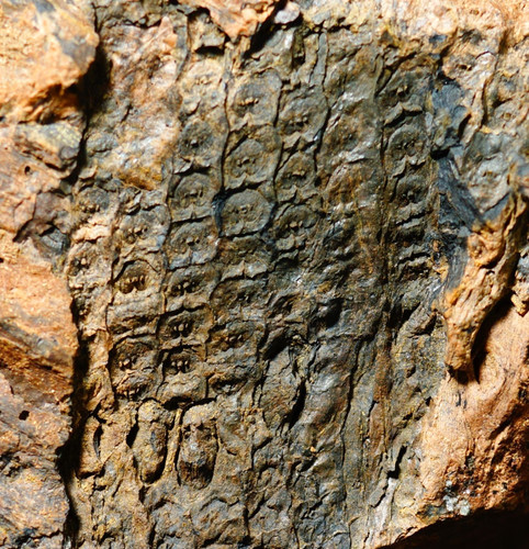 Rara sigillaria elegans - sigillaria, pianta