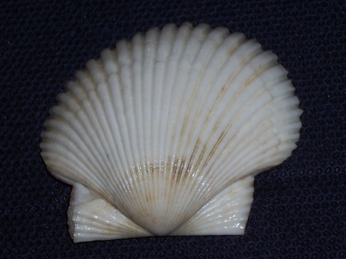 Minnivola pyxidata awesome - minnivola,