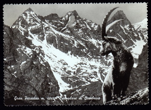 Aosta cartolina gran paradiso - aosta,