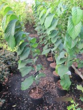 Asimina triloba Halvin - banana indiana Paupau (PawPaw) 80-100 cm
