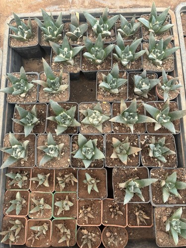 Ariocarpus retusus elongatus - retusus, v.elongatus