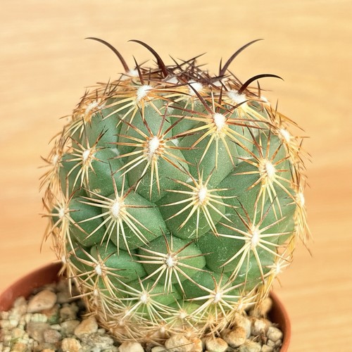 Coryphantha cornifera pot - coryphantha,
