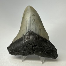 Megalodon Shark Tooth 4.06