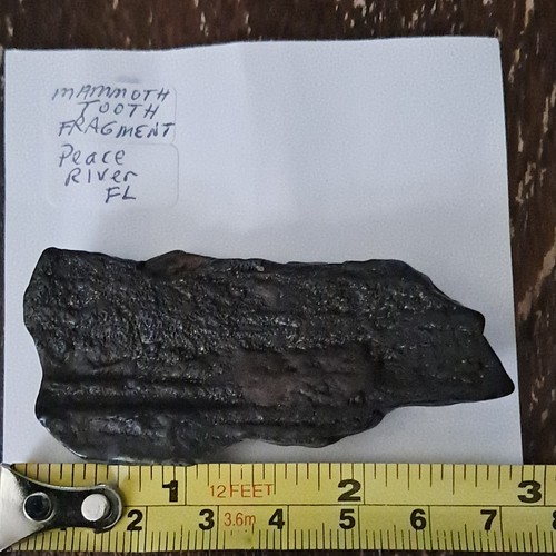 Frammento dente mammut - di,