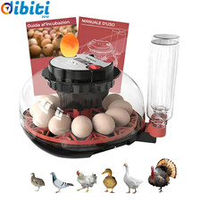 Incubatrice Uova Gallina -