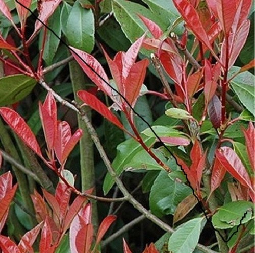 40pz pianta photinia - pianta, robin