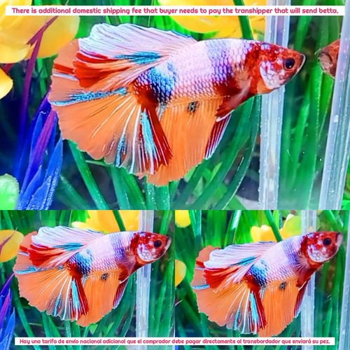 Mezzaluna maschio multicolore