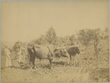 Egitto Contadino Con Ox Toro