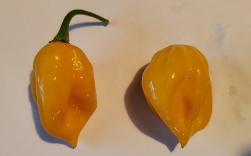 Semi peperoncino - semi, di