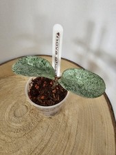 heavenly HOYA Hoya carnosa