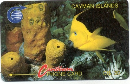 Cayman gpt rock beauty fish - cayman,