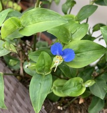 #20 Semi ERBA MISERIA ASIATICA - (Miseria Blu) Commelina communis L. SEEDS