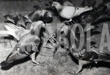 Foto vintage Cecolovacchia, Riunione di piccioni viaggiatori, 18x13 cm