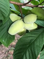 100 Pawpaw Tree Seeds ASIMINA