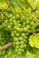 Pianta di Vite pianta di uva