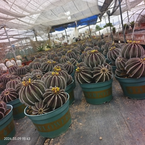 Multi heads rare cacti - multi,