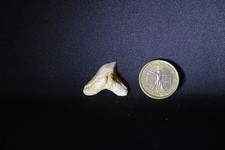 Fossil shark tooth, dente di squalo fossile, GALEOCERDO aeglesomei, Marocco