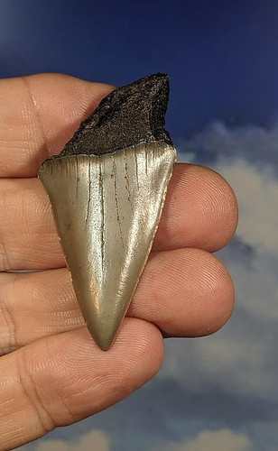 Mako shark tooth carcharodon - shark,
