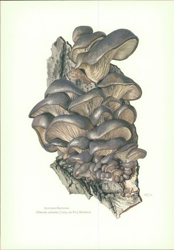 Funghi claus caspari - funghi, lato
