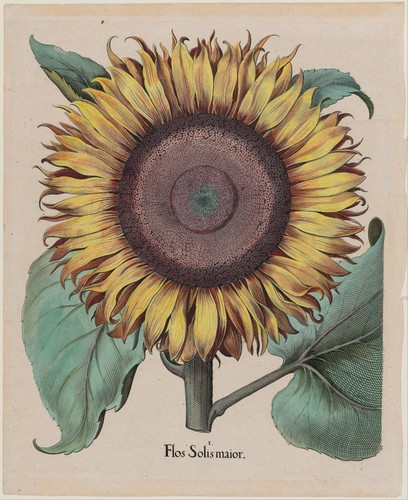 Girasole vintage piatto - girasole,