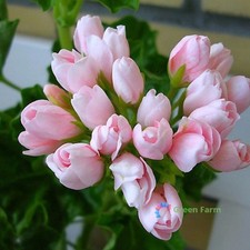 10 Semi Geranio Pelargonium