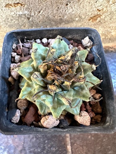 Turbinicarpus alonsoi xichu - turbinicarpus,