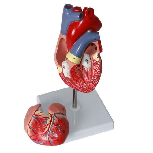 Cuore umano modello - umano, 1:1