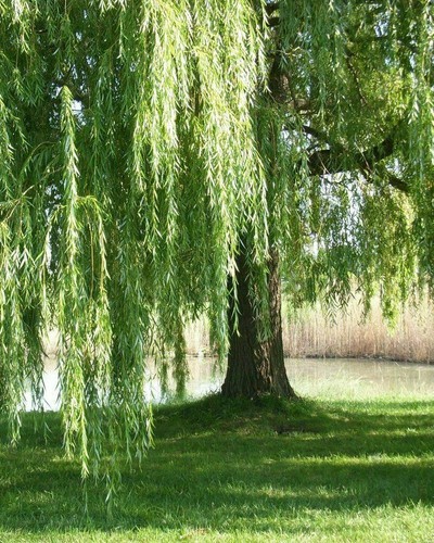 Salice piangente salix - salice, "salix