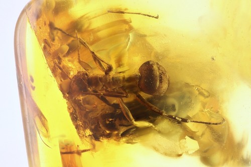 Formiche formicidae formica - formiche,