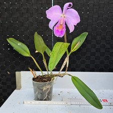 Cattleya trianae per concolor