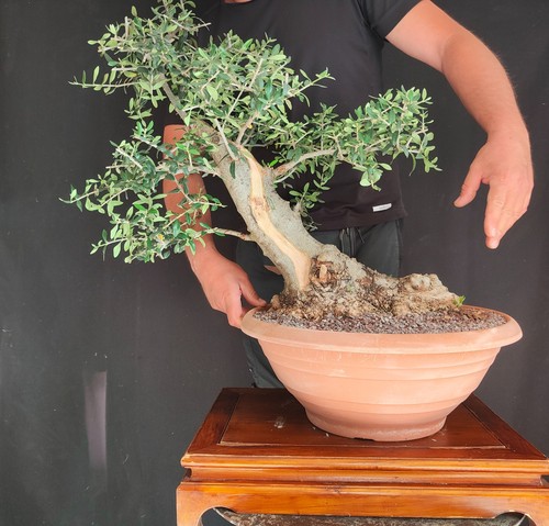Pre bonsai olivastro - bonsai,