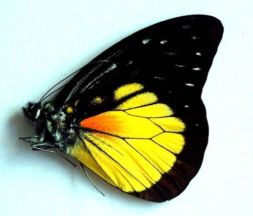Prioneris hypsipyle - hypsipyle,