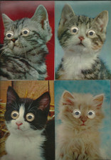 Gatti con occhietti che si